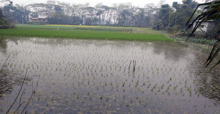 ড্রেজারের ঘোলা পানিতে কৃষকের স্বপ্ন ডুবলো!