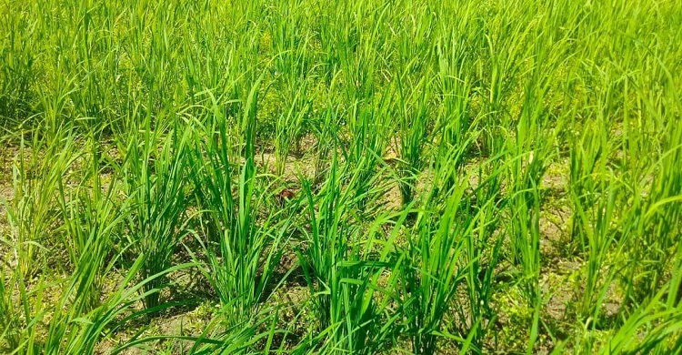 আষাঢ়ের অনাবৃষ্টি ও প্রখর তাপে অতিষ্ঠ জনজীবন, বাড়ছে রোগবালাই