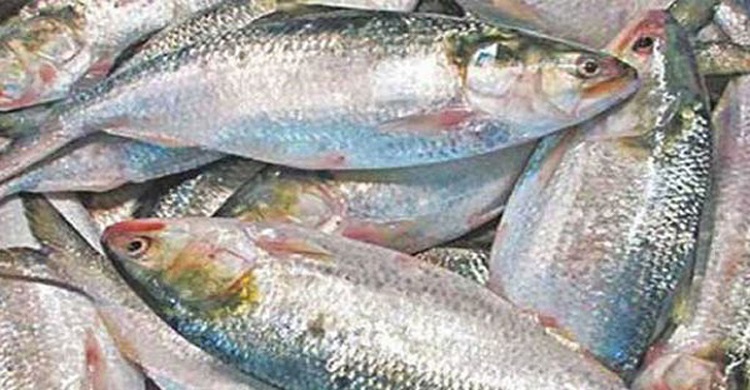ইলিশ ধরা ও ক্রয়-বিক্রয়ের শেষ দিন আজ