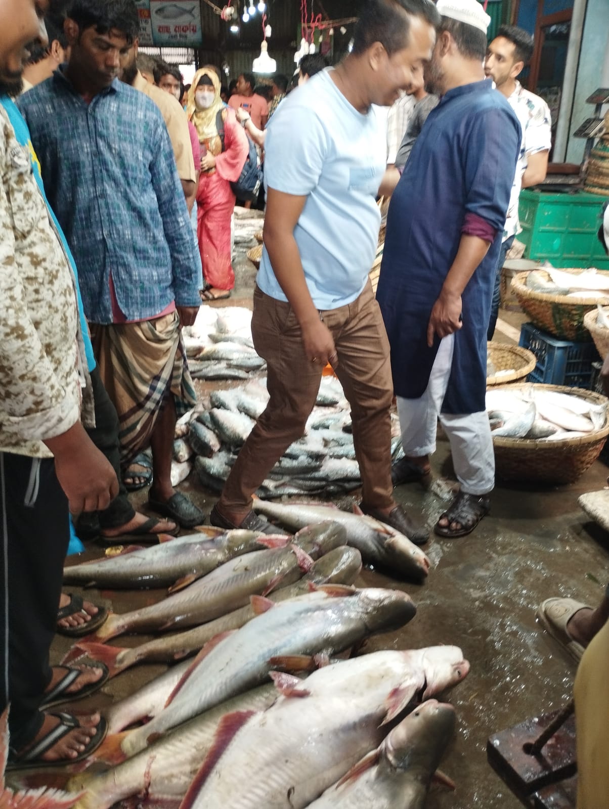 চাঁদপুরে জেলের জালে ধরা পড়ছে নদীর বড় বড় পাঙ্গাশ