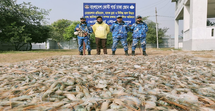 চাঁদপুরে কোস্ট গার্ডের অভিযানে ১০২০ কেজি জেলি পুশকৃত চিংড়ী জব্দ