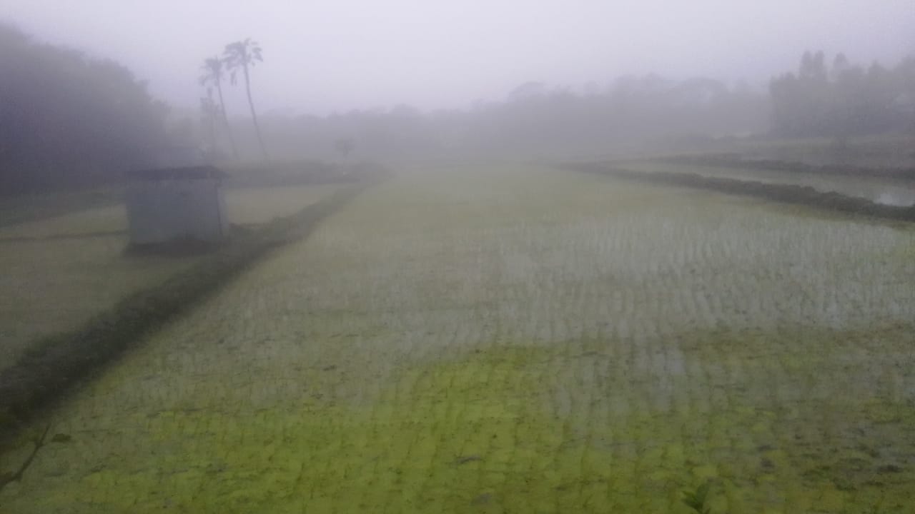 শ্রীনগরে কনকনে শীতকে উপেক্ষা করে বোরো ধানের চারা রোপণ