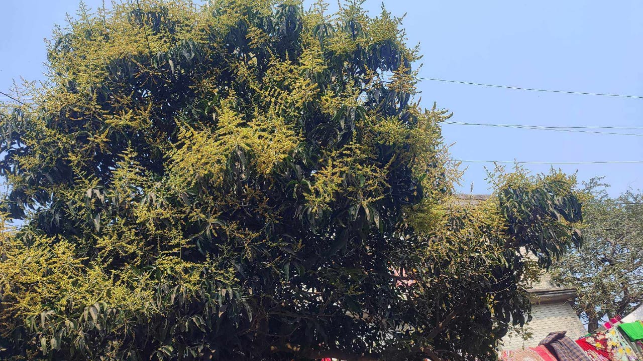 আম গাছ ভরে গেছে আমের সোনালী মুকুলে