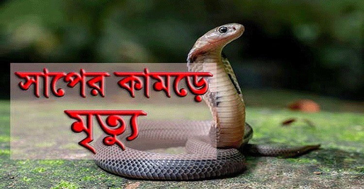 হাজীগঞ্জে বসতঘরে সাপে কামড়ে ৩ সন্তানের জননীর মৃত্যু
