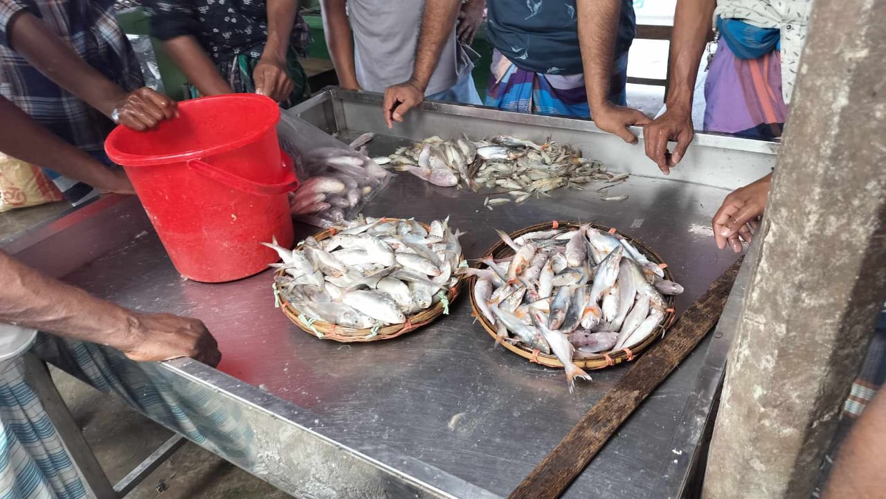 হাইমচর চরভৈরবী মাছের আড়তে প্রকাশ্যে জাটকা ও পাঙ্গাশের পোনা বিক্রি