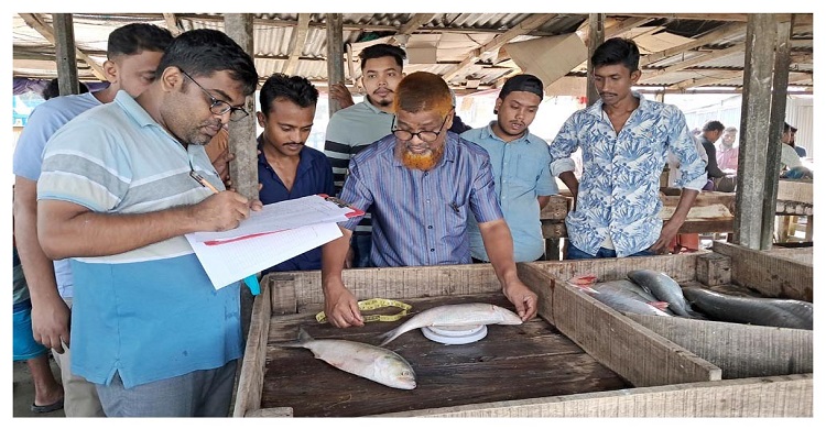ডিম ছেড়ে দেয়া ইলিশ নিয়ে চলছে গবেষণা