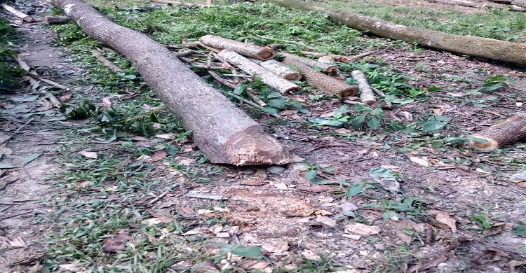 মেঘনা-ধনাগোদা সেচ প্রকল্পের গাছ জোরপূর্বক কেটে নেয়ার অভিযোগ
