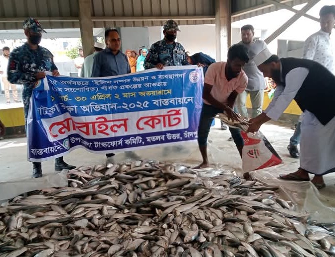 মতলবে মেঘনায় অভিযান ট্রলারযোগে পাচারকালে ইলিশ ও জাটকা আটক