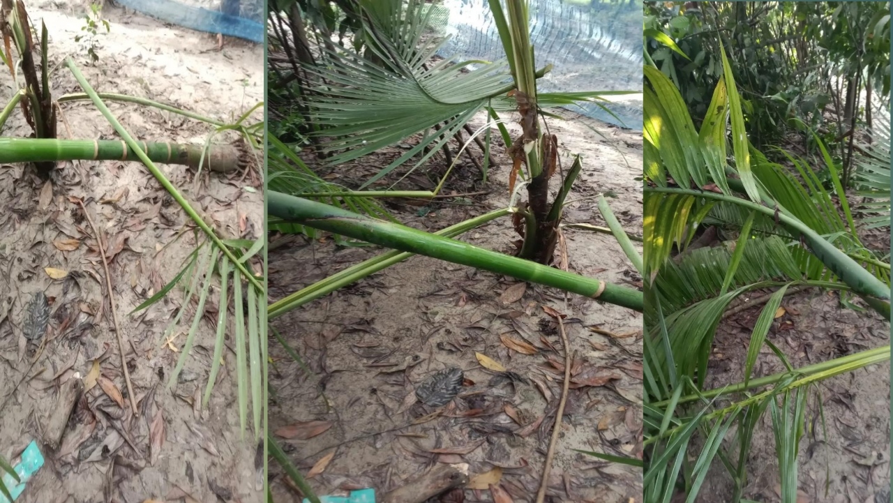 শাহরাস্তির বলশিদে সনাতন ধর্মাবলম্বীদের সম্পত্তি দখলের পাঁয়তারা