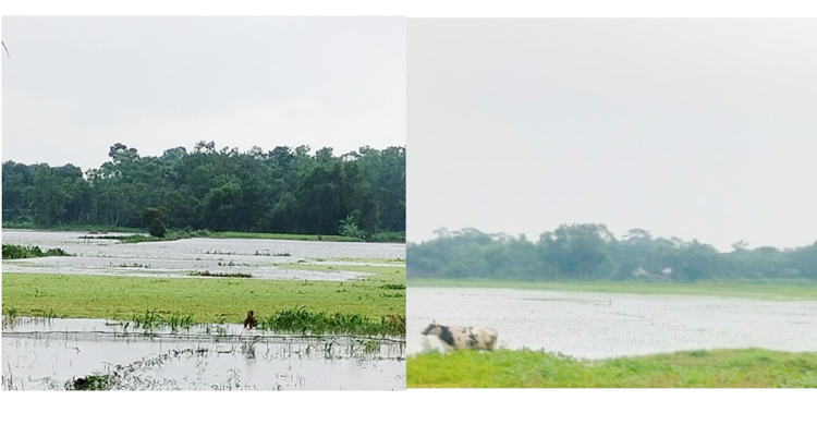 অতিবৃষ্টির পানিতে মেঘনা-ধনাগোদা সেচ প্রকল্পের নিম্নাঞ্চলে জলাবদ্ধতা