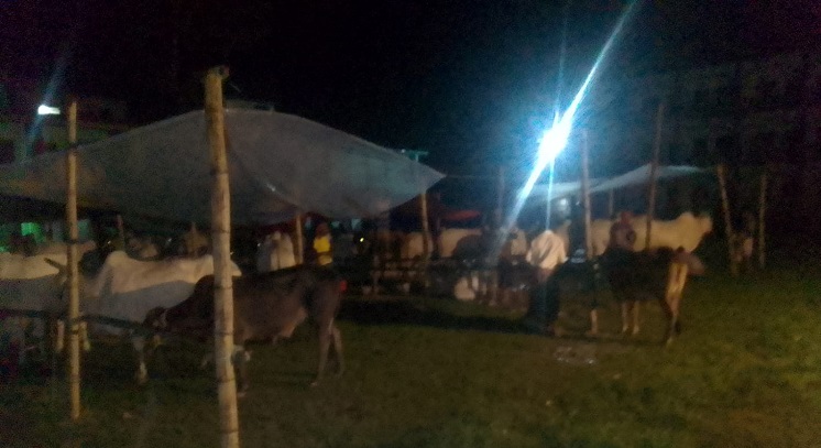 গাজীপুর স্কুল মাঠে কোরবানির পশুর হাট না বসাতে আদালতের ১৪৫ ধারা জারি