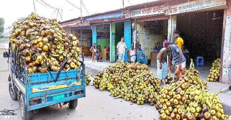 হারিয়ে যাচ্ছে নারকেল ও পাকা তালের ঐতিহ্য