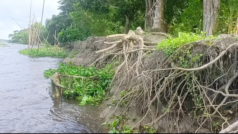 অসময়ে ডাকাতিয়া নদীর ভাঙ্গন, আতঙ্কিত হাজারো পরিবার