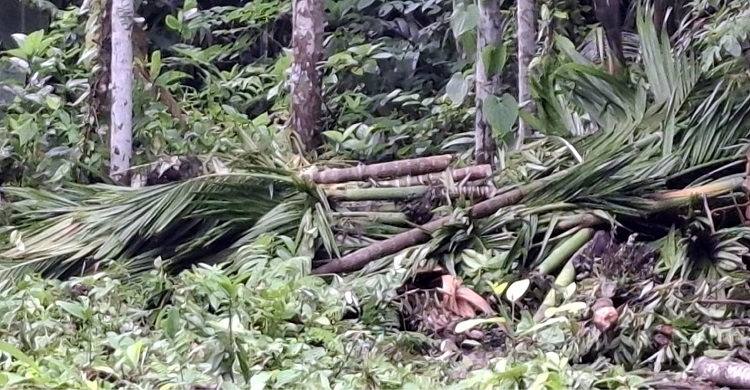 ফরিদগঞ্জে আদালতের নিষেধাজ্ঞা অমান্য করে গাছ কেটে সাবাড়