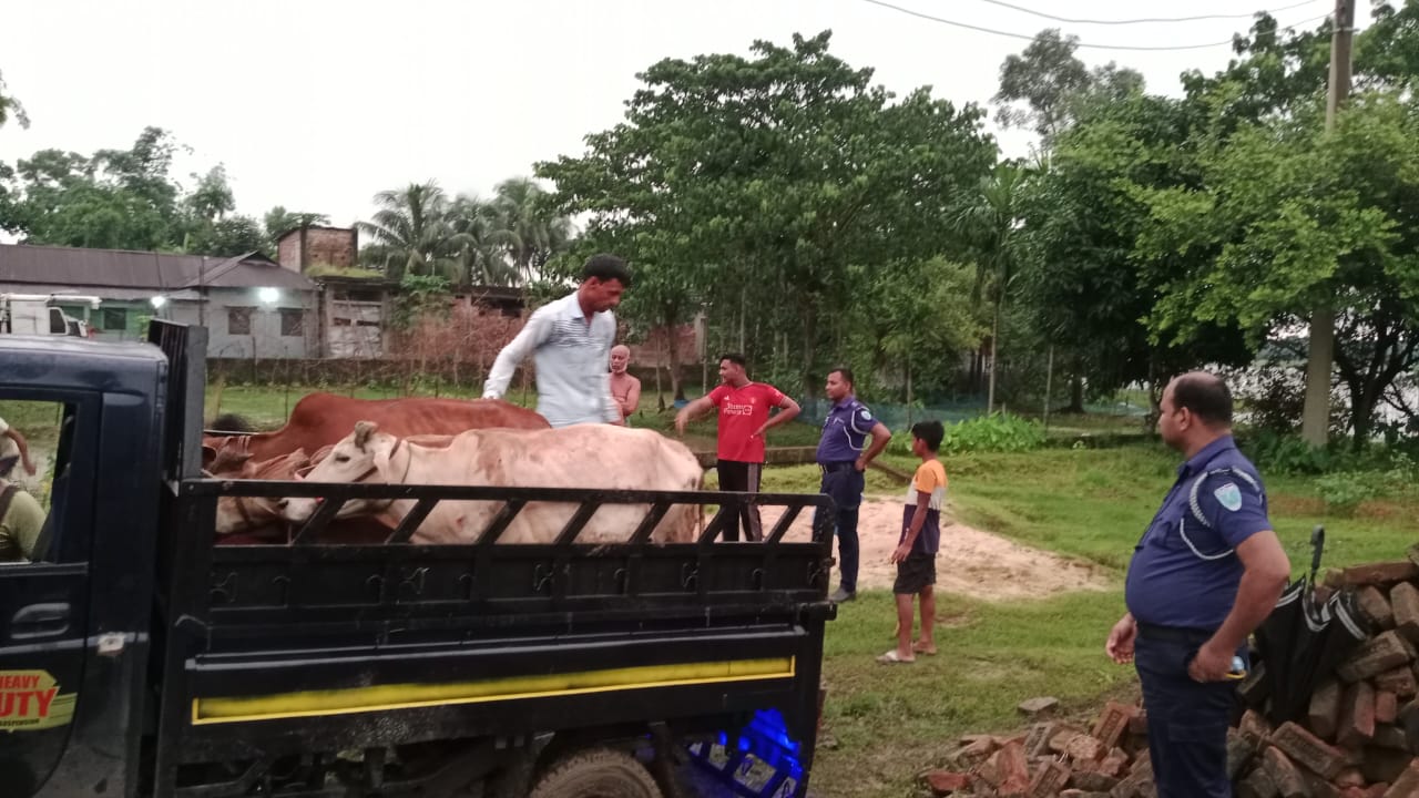 কুলাউড়ায় চোরাই গরু উদ্ধার, পিকআপ-গাড়ি জব্দ