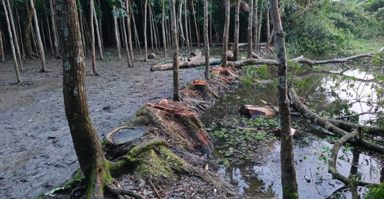 দলীয় প্রভাব খাটিয়ে বহু গাছ কেটে নিলেন ওয়ার্ড বিএনপি নেতা!