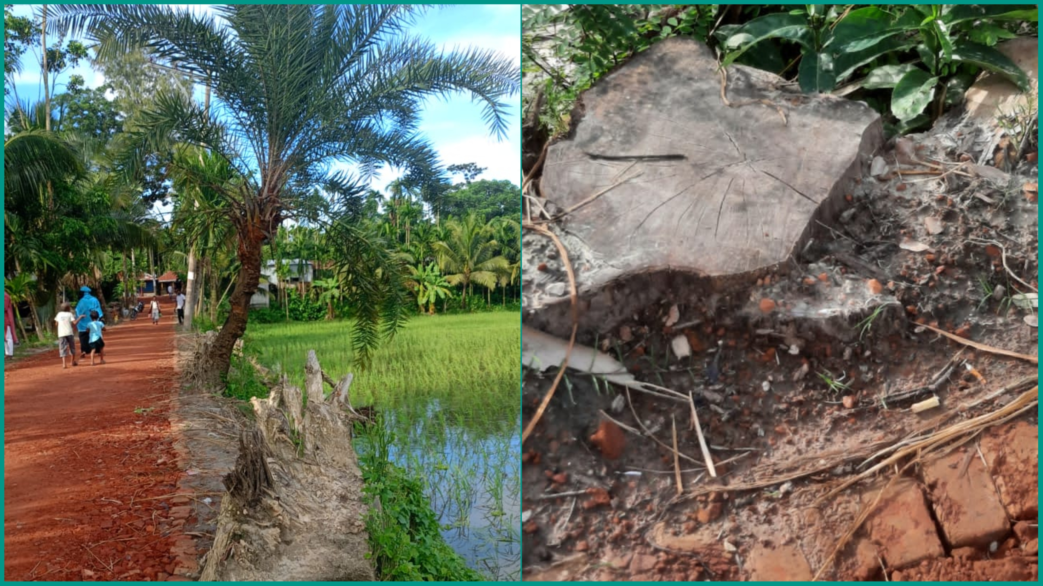 রায়পুর-লক্ষ্মীপুর বেড়িবাঁধের পাশের সড়কের গাছ গোপনে বিক্রির অভিযোগ