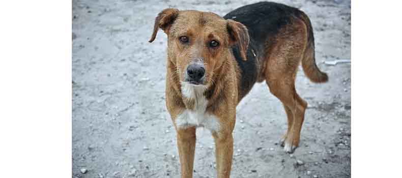 বাবুরহাট বাজারে বেওয়ারিশ কুকুরের উপদ্রব