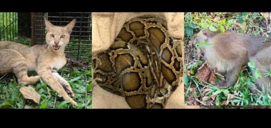 শ্রীমঙ্গলে এক সপ্তাহে লোকালয় থেকে ৪ বন্যপ্রাণী উদ্ধার