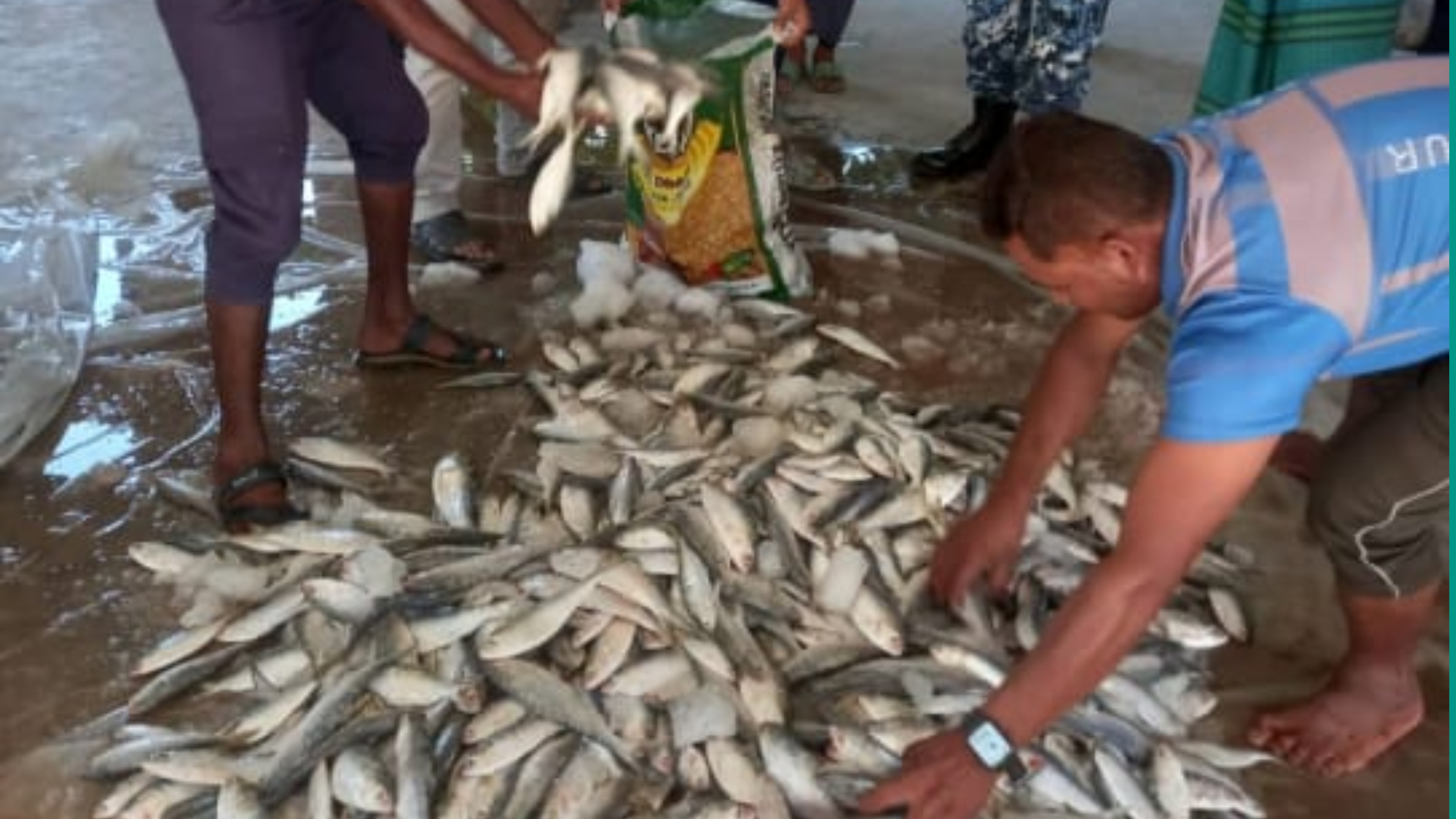 মতলব উত্তরে পরিবহন থেকে ৮শ' কেজি জাটকা জব্দ