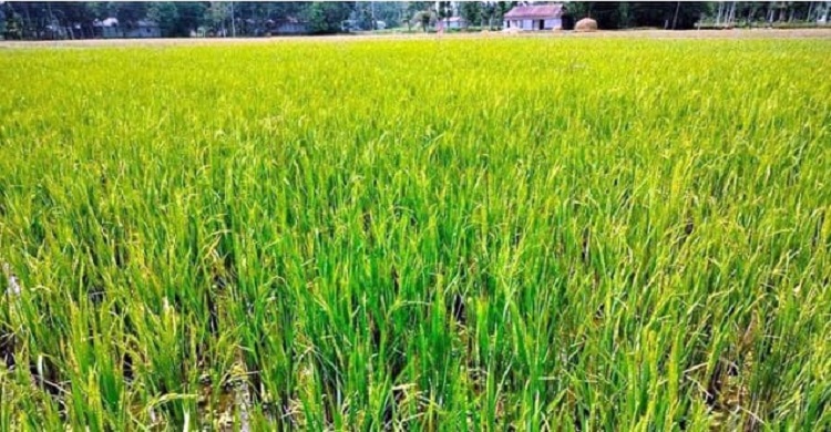 আষাঢ় মাসে ফসলের যত্ন কীভাবে নিতে হয়