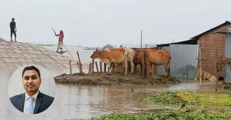 বন্যায় গবাদিপশুর সুরক্ষায় করণীয়