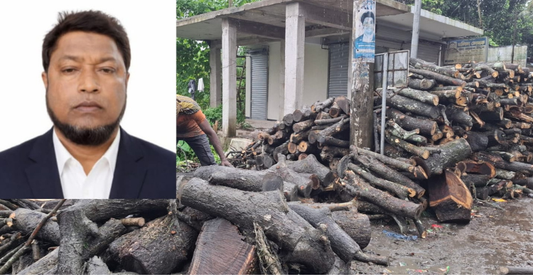 ফরিদগঞ্জে সরকারি গাছ বিক্রির অভিযোগ বিএনপি নেতা হুমায়ুন কাজীর বিরুদ্ধে