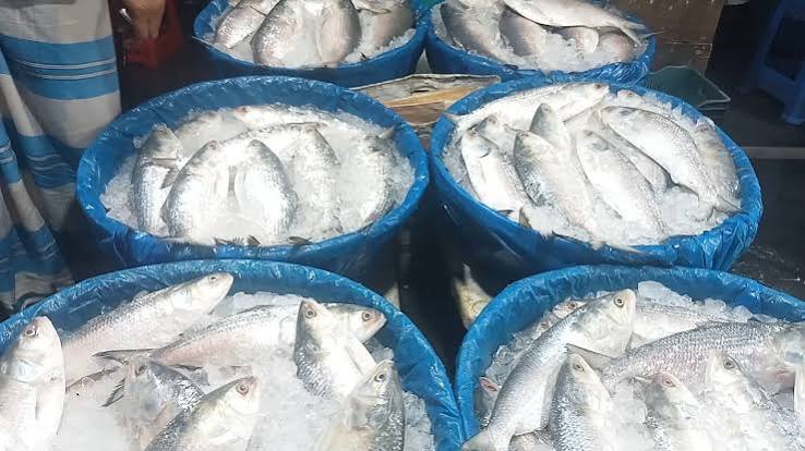 স্মরণকালেও চাঁদপুরে এতোটা ইলিশ সঙ্কট দেখা যায় নি, উত্তরণের উপায় কী?