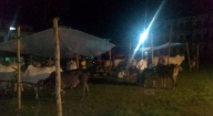 গাজীপুর স্কুল মাঠে কোরবানির পশুর হাট না বসাতে আদালতের ১৪৫ ধারা জারি