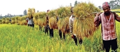 ফরিদগঞ্জে  ধান সংগ্রহ অভিযান