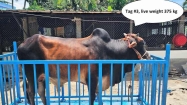 ৫৫০-৫০০ টাকা কেজি দরে কোরবানির গরু, বিক্রি হচ্ছে অনলাইনেও