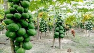 পেঁপে ও কচু একত্রে চাষ
