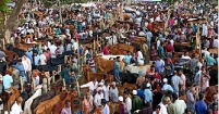গো-খাদ্য সংকটে গরুর দাম বেশি হতে পারে