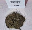 হাজীগঞ্জে  গাঁজা আটক