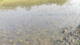 জোরপূর্বক কৃষি জমি দখল করে   ধান চাষের অভিযোগ!