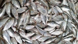 জাটকা রক্ষায় আজ থেকে দেশের ছয়টি অভয়াশ্রমে মাছ ধরা নিষিদ্ধ