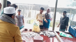 আখনেরহাটে নিষেধাজ্ঞা অমান্য করে প্রকাশ্যে জাটকা বিক্রি