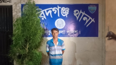 ফরিদগঞ্জে গাঁজা গাছসহ চাষী আটক