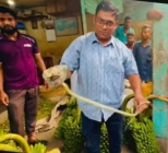 কলার ছড়ির ভেতর লুকিয়েছিল সবুজ ফণীমনসা সাপ, বাজার জুড়ে আতঙ্ক