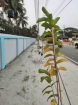 সবুজায়নের উদ্যোগে খুশি সাধারণ মানুষ