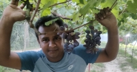 আঙ্গুর চাষে ‘টক ফল’ ধারণাকে চ্যালেঞ্জ করে গড়ে তুলেছেন ১২০ জাতের বাণিজ্যিক বাগান