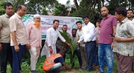 কচুয়া পৌরসভায় বৃক্ষরোপণ কর্মসূচি উদ্বোধন