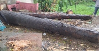 কচুয়ায় সড়কের পাশের তালগাছ কাটার অভিযোগ, স্থানীয়দের ক্ষোভ