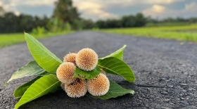 আষাঢ়ের কদম