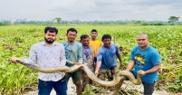 শ্রীমঙ্গলে ধানক্ষেত থেকে বিশাল আকৃতির অজগর উদ্ধার