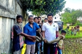 শ্রীমঙ্গলে ধানক্ষেত থেকে অজগর উদ্ধার