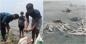 মতলব উত্তরে মেঘনা নদীতে আবারো ভেসে উঠছে মরা মাছ